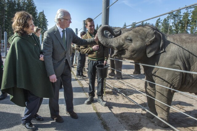 KONGELIG ELEFANT: Kong Carl Gustaf og dronning Silvia avbildet i 2015, da de hilste på dyrene de fikk i gave fra kongen av Thailand. Foto: TT NYHETSBYRÅN KONGELIG ELEFANT: Kong Carl Gustaf og dronning Silvia avbildet i 2015, da de hilste på dyrene de fikk i gave fra kongen av Thailand. Foto: TT NYHETSBYRÅN